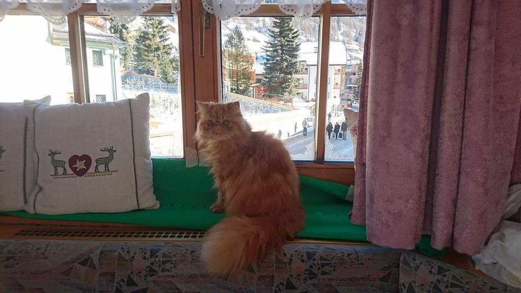 Ploner Appartement